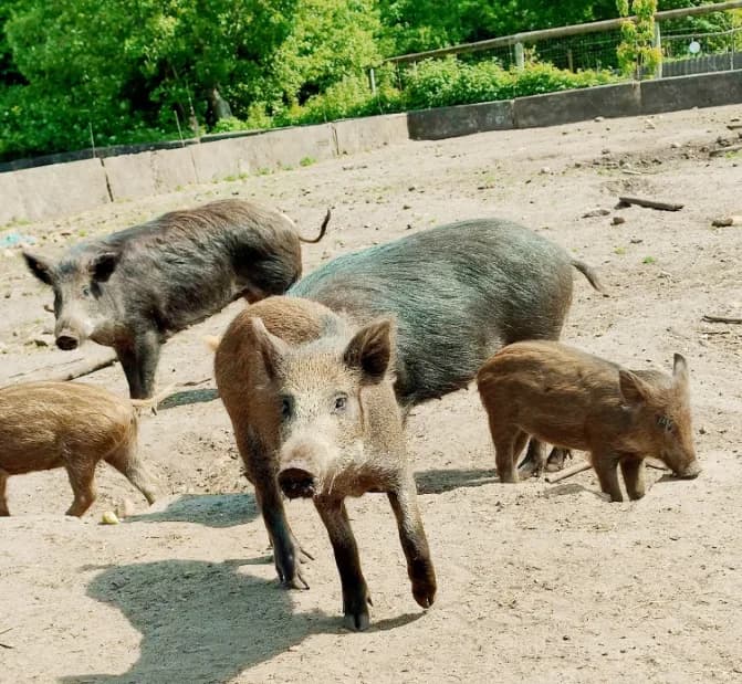 Vildsvin i naturlige omgivelser